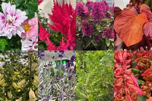 Michael Perry's top 10 new plants from Plantarium/Groen Direkt